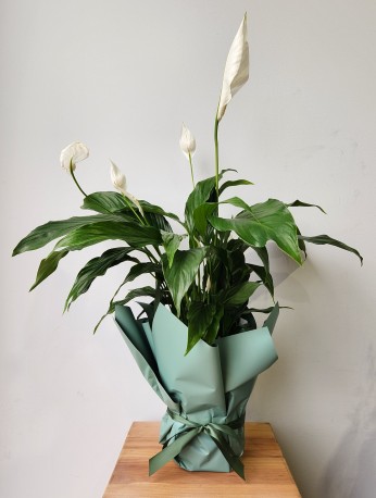 Peace Lilly Plant