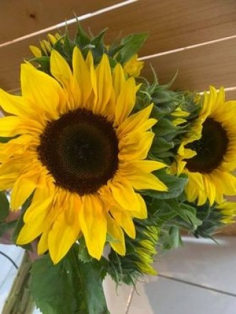 Sunny Sunflowers **OUT OF STOCK**