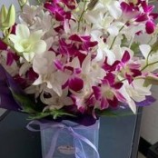 Orchid Surprise **OUT OF STOCK**