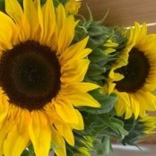 Sunny Sunflowers **OUT OF STOCK**