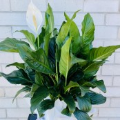 PEACE LILY