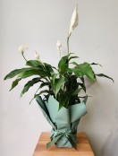 Peace Lilly Plant